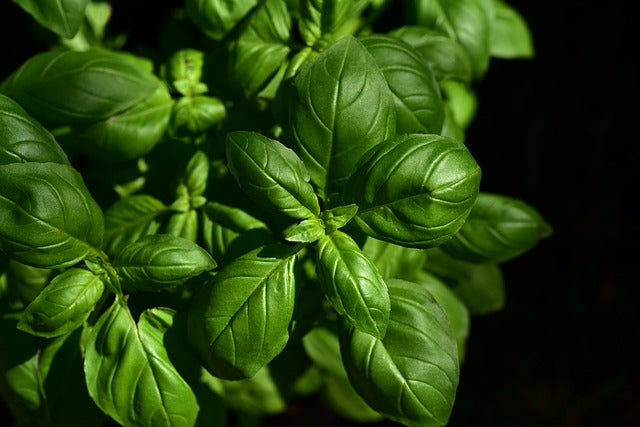 Wie gesund ist Basilikum wirklich?