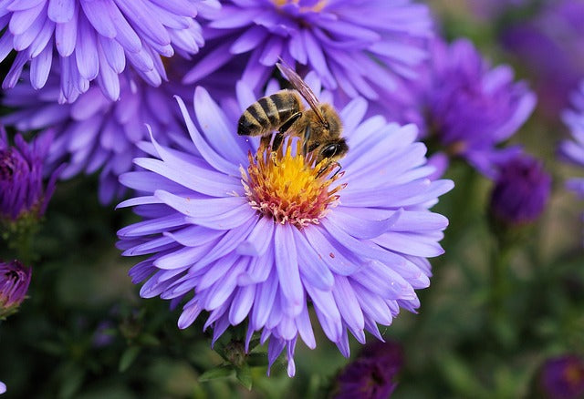 Propolis Tropfen - Wirkung, Anwendung und Nebenwirkungen