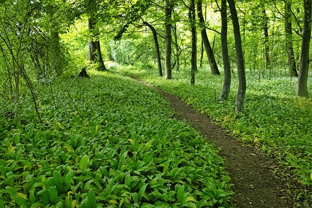 5 unglaubliche Heilpflanzen aus Deutschland