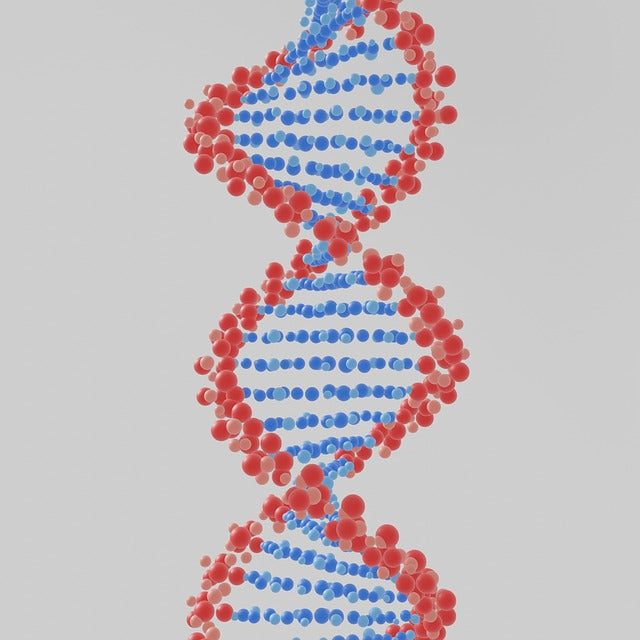 Telomere verlängern? Was die Wissenschaft sagt