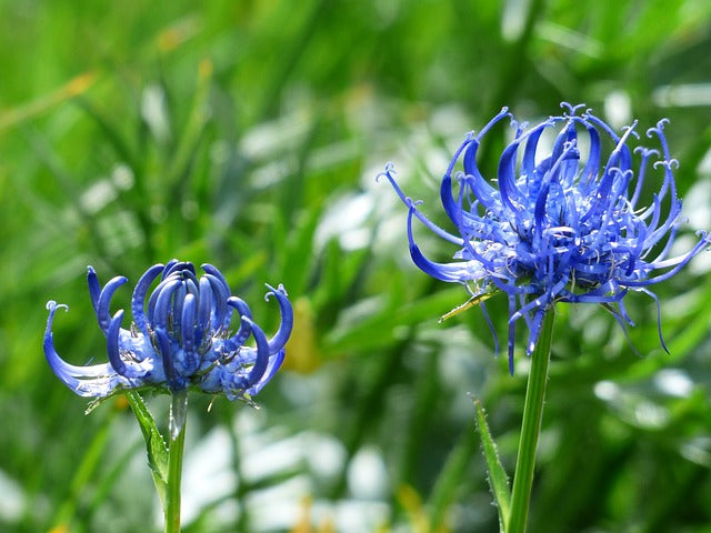 Harpagophytum procumbens - Alles Wissenswerte